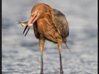 Herons79