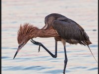Herons80