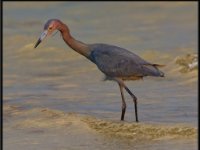 Herons81