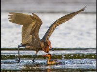 Herons82