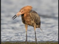 Herons83