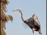 Herons84