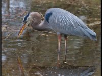 Herons85