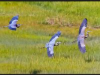Herons86