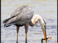 Herons87