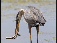 Herons88