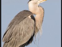 Herons90