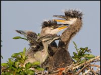 Herons91