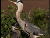 Herons92