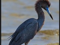Herons94