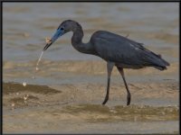 Herons95