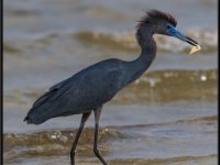 Herons96