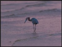 Herons97