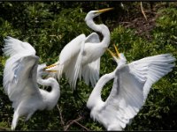 Herons99
