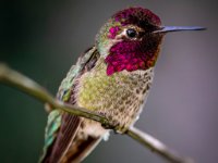 20180429 2283-Enhanced-NR