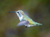 Humming1 : Web Sharp: Original ratio