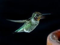 Humming Birds