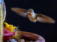 IMG 3919-web816x1080U80