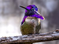 Purple Hummer