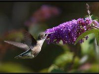 Small Birds12