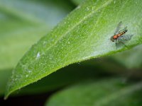 Fly on a leaf