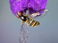 Insects 080117 0025-enhanced 1920x1665 U 80 Original ratio
