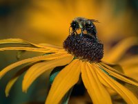 Nature 080317 0205