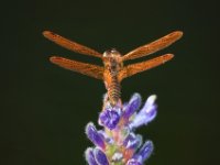 Nature 080317 0209