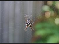 Seattle Spider