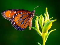 P6A4356-web1081x1081U100