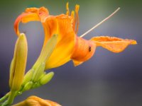 orange iris
