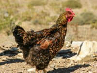 Greek Cock : Web Sharp: Original ratio