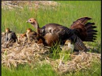 Large Birds11