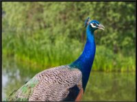 Large Birds12