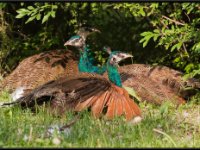 Large Birds13