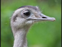 Large Birds15