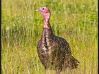 Large Birds6