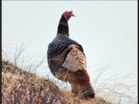 Large Birds8