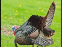 Large Birds9