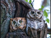 Owls