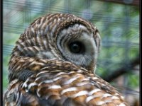 Owls1-enhanced 1920x2315 U 80 Original ratio