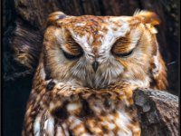 Owls12-enhanced 1920x2203 U 80 Original ratio