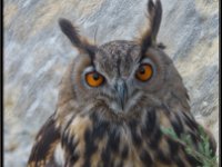 Owls13-enhanced 1920x2433 U 80 Original ratio