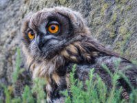 Owls14-enhanced 1920x2318 U 80 Original ratio