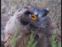 Owls15