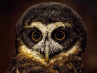 Owls16-enhanced 1920x1992 U 80 Original ratio