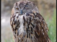 Owls17