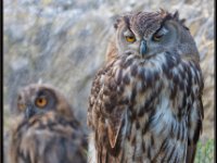 Owls18-enhanced (1) 1920x2286 U 80 Original ratio