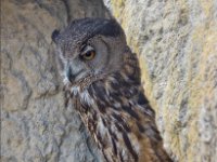 Owls19-enhanced 1920x2388 U 80 Original ratio