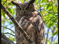 Owls2-enhanced 1920x2905 U 80 Original ratio